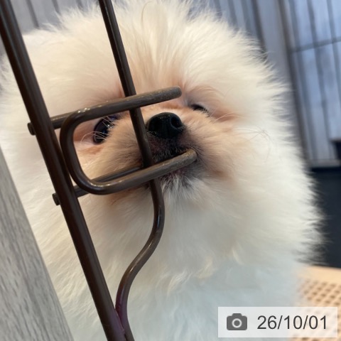 ポメラニアンの写真