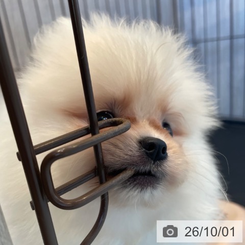 ポメラニアンの写真