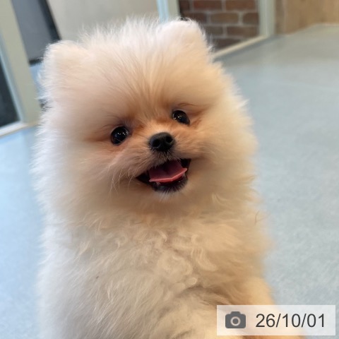 ポメラニアンの写真