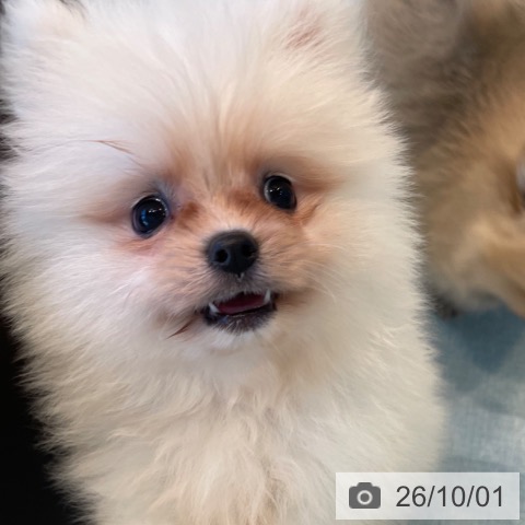 ポメラニアンの写真