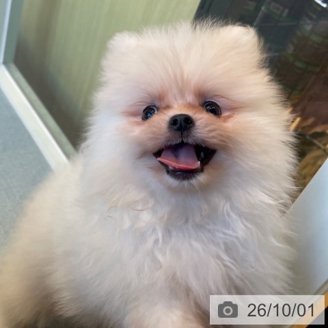 ポメラニアンの写真