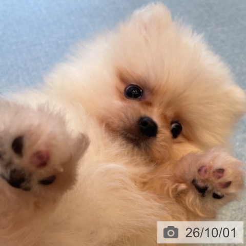 ポメラニアンの写真