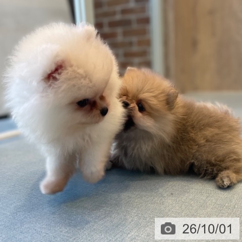 ポメラニアンの写真
