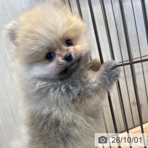 ポメラニアンの写真