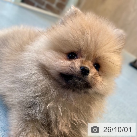 ポメラニアンの写真