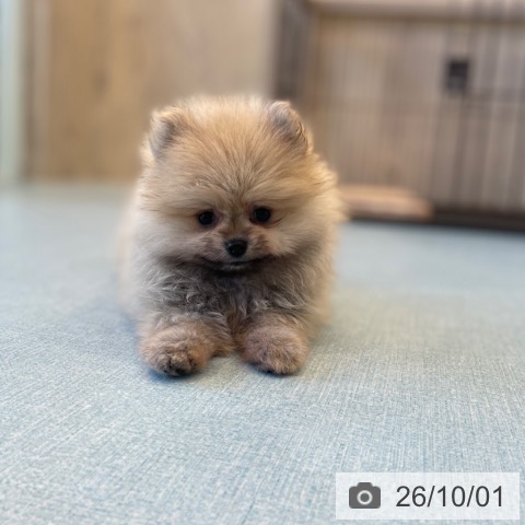 ポメラニアンの写真