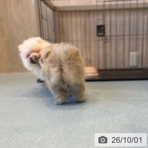 ポメラニアンの写真