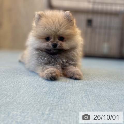 ポメラニアンの写真