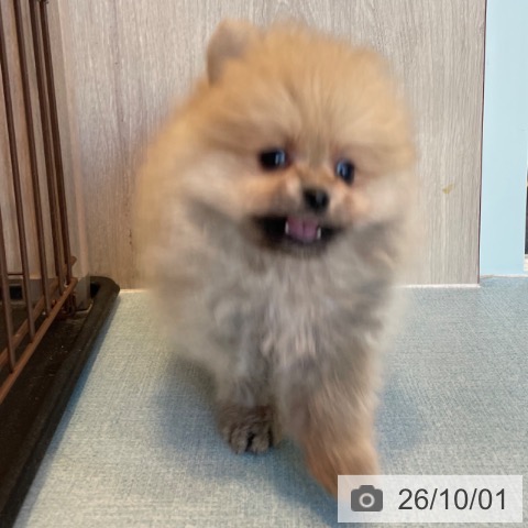 ポメラニアンの写真