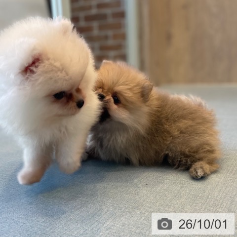 ポメラニアンの写真