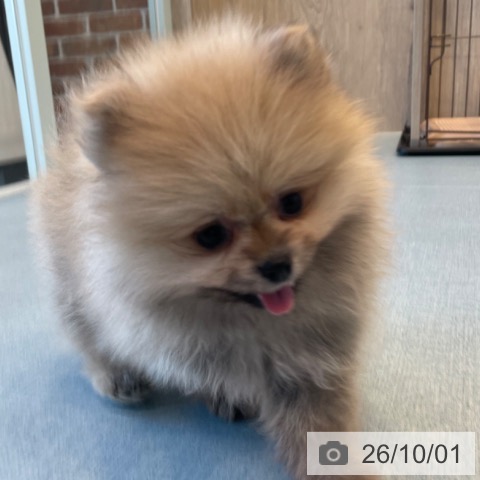 ポメラニアンの写真