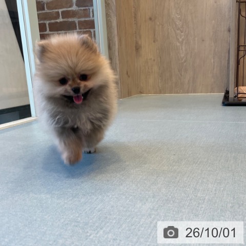 ポメラニアンの写真