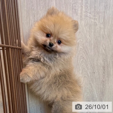 ポメラニアンの写真