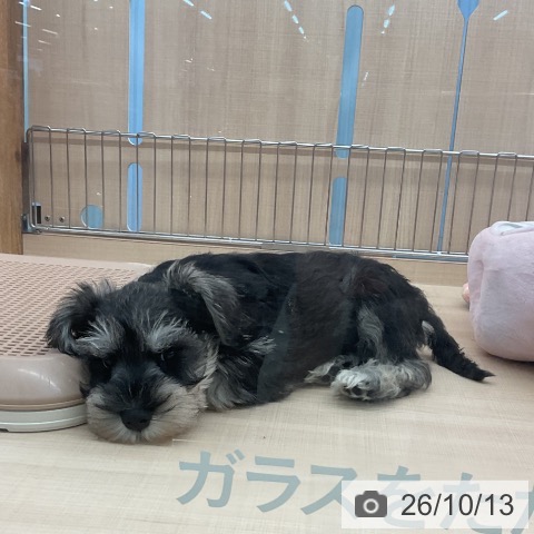 埼玉県のミニチュアシュナウザー (ペッツワン 浦和美園店/2026年8月4日生まれ/男の子/ソルトペッパー)の子犬の3枚目の画像