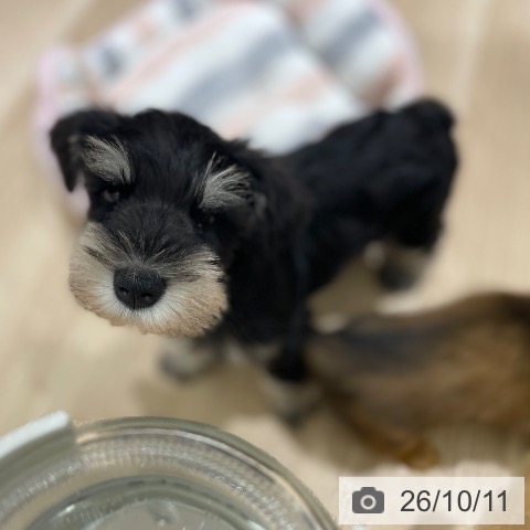 宮城県のミニチュアシュナウザー (ペットプラス 仙台上杉店/2026年8月4日生まれ/男の子/ブラックシルバー)の子犬の4枚目の画像