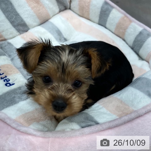 東京都のヨークシャーテリア (ペットプラス 日の出店/2026年8月5日生まれ/女の子/スチールブルータン)の子犬の3枚目の画像