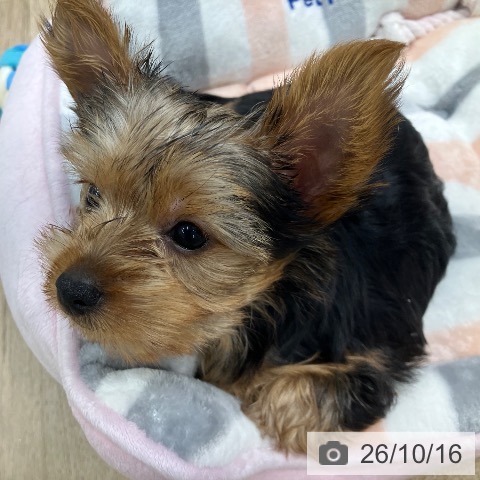 東京都のヨークシャーテリア (ペットプラス 日の出店/2026年8月5日生まれ/女の子/スチールブルータン)の子犬の3枚目の画像
