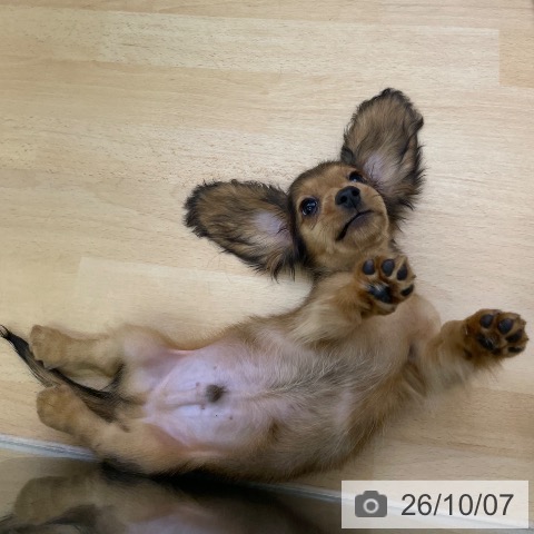 福岡県のミニチュアダックスフンド(ロング) (ペットプラス 福岡店/2026年8月3日生まれ/男の子/レッド)の子犬の4枚目の画像
