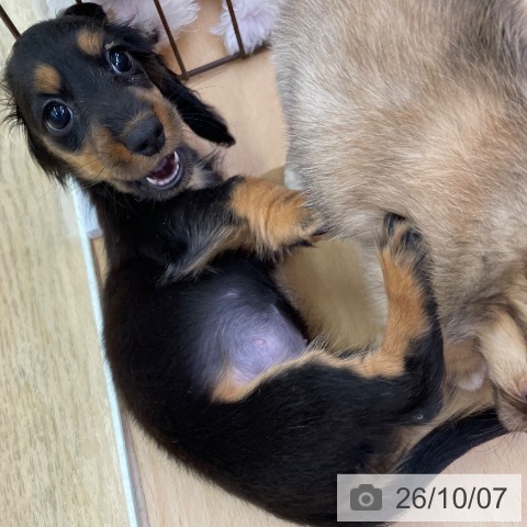 ミニチュア・ダックスフンドの写真