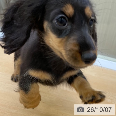 ミニチュア・ダックスフンドの写真