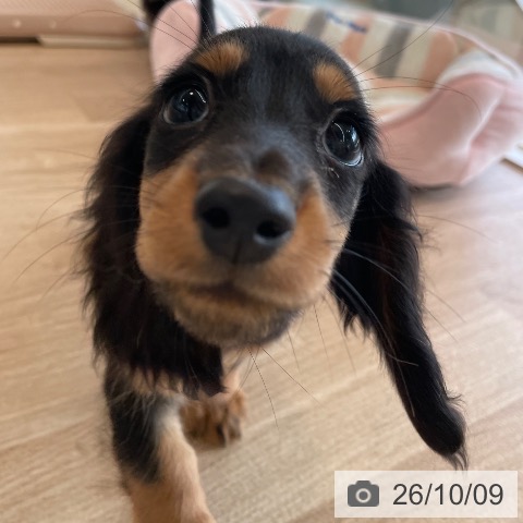 ミニチュア・ダックスフンドの写真