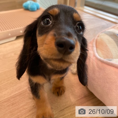 ミニチュア・ダックスフンドの写真
