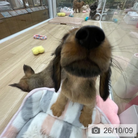 福岡県のミニチュアダックスフンド(ロング) (ペットプラス 八幡東店/2026年8月3日生まれ/女の子/レッド)の子犬の3枚目の画像
