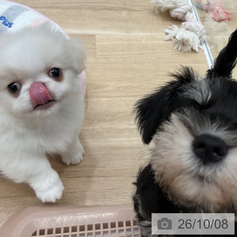 福岡県のペキニーズ (ペットプラス 八幡東店/2026年8月5日生まれ/男の子/クリームホワイト)の子犬の3枚目の画像