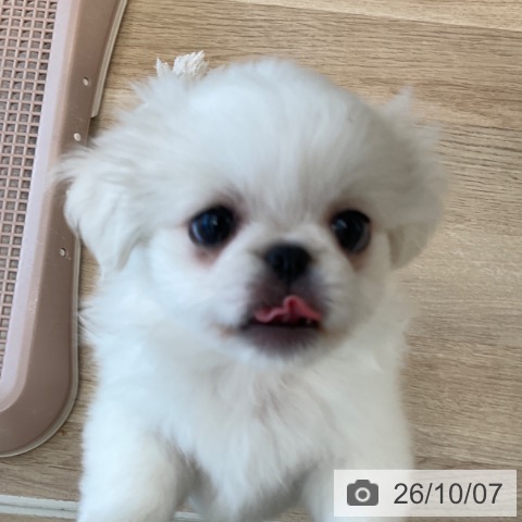 ペキニーズの写真