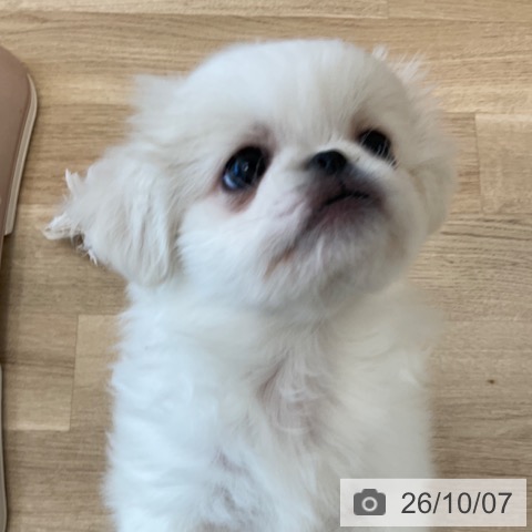 ペキニーズの写真
