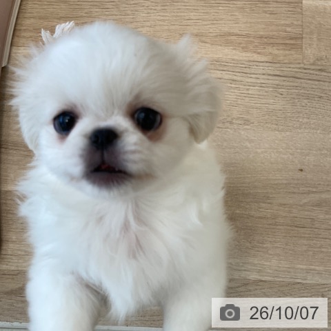 ペキニーズの写真