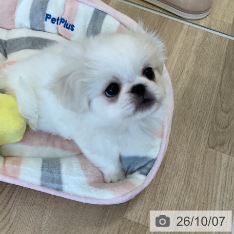 ペキニーズの写真