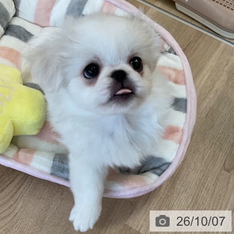 ペキニーズの写真