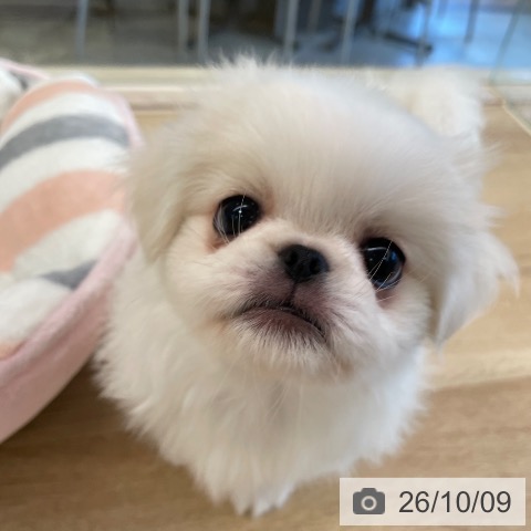 福岡県のペキニーズ (ペットプラス ららぽーと福岡店/2026年8月5日生まれ/女の子/クリームホワイト)の子犬の4枚目の画像