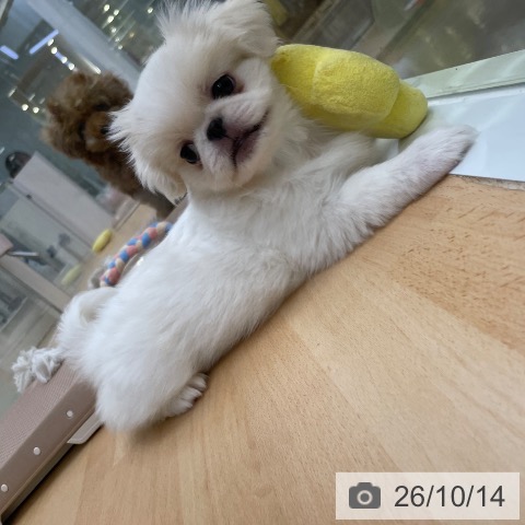 福岡県のペキニーズ (ペットプラス 福岡店/2026年8月5日生まれ/女の子/クリームホワイト)の子犬の4枚目の画像