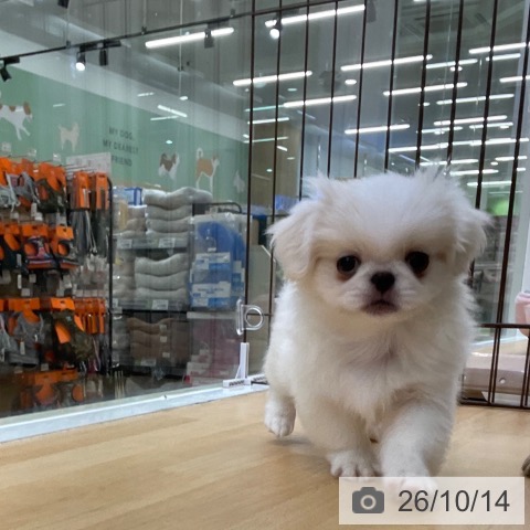 福岡県のペキニーズ (ペットプラス 福岡店/2026年8月5日生まれ/女の子/クリームホワイト)の子犬の3枚目の画像