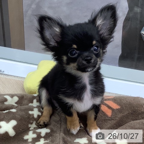 埼玉県のチワワ(ロング) (ペットプラス 川口店/2026年7月29日生まれ/男の子/ブラックタン)の子犬の3枚目の画像