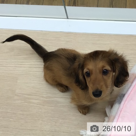 沖縄県のミニチュアダックスフンド(ロング) (ペットプラス 南風原店/2026年8月5日生まれ/男の子/レッド)の子犬の3枚目の画像