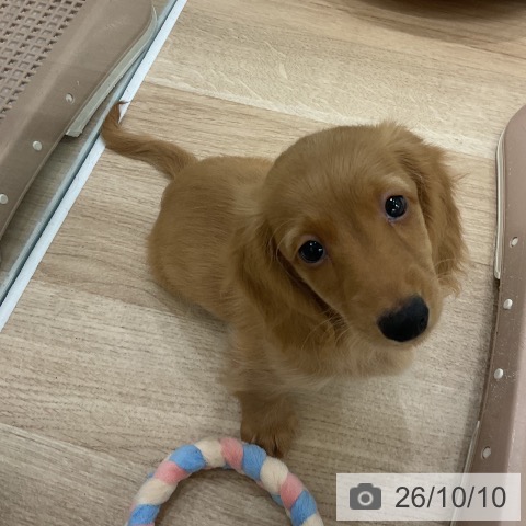 福岡県のミニチュアダックスフンド(ロング) (ペットプラス 八幡東店/2026年8月5日生まれ/男の子/ゴールド)の子犬の3枚目の画像