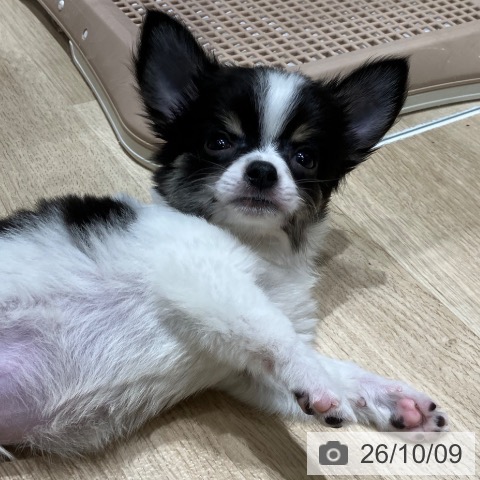 埼玉県のチワワ(ロング) (ペットプラス ららぽーと富士見店/2026年8月5日生まれ/男の子/ホワイトブラックタン)の子犬の3枚目の画像
