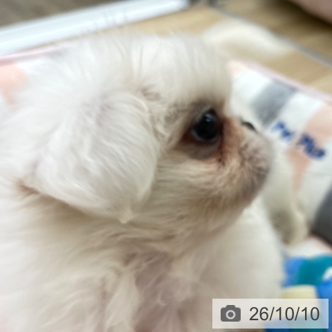 ペキニーズの写真