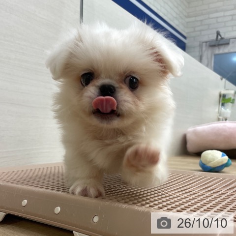 ペキニーズの写真