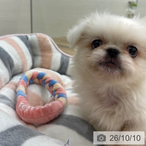 ペキニーズの写真