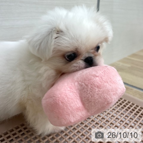 ペキニーズの写真
