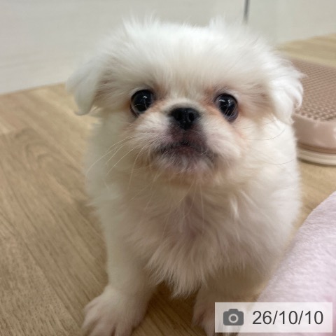 ペキニーズの写真
