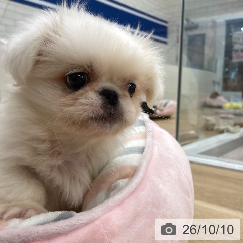 ペキニーズの写真