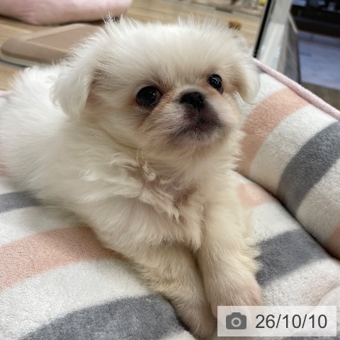 ペキニーズの写真