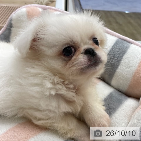 ペキニーズの写真