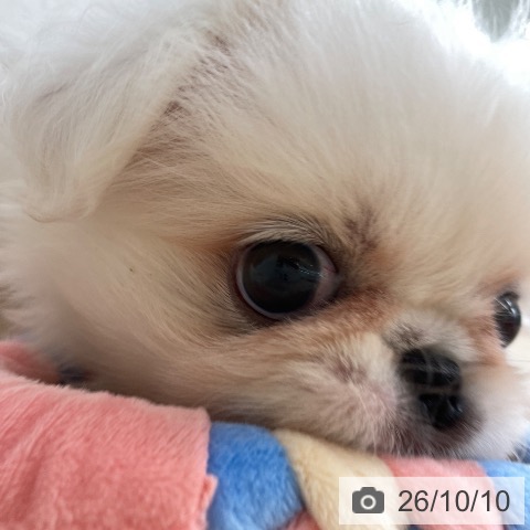 ペキニーズの写真