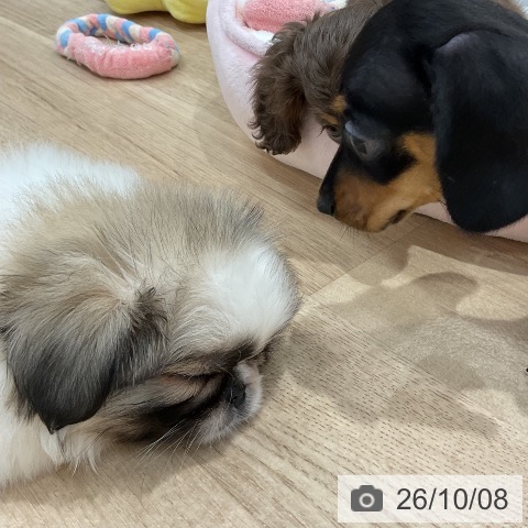 福岡県のペキニーズ (ペットプラス 八幡東店/2026年8月5日生まれ/女の子/フォーンホワイト)の子犬の4枚目の画像